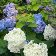 ヒメ日記 2025/06/18 06:30 投稿 さわ 熟女家 十三店