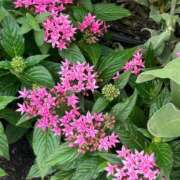 ヒメ日記 2025/06/21 09:54 投稿 さわ 熟女家 十三店