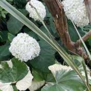 ヒメ日記 2025/06/25 16:19 投稿 さわ 熟女家 十三店