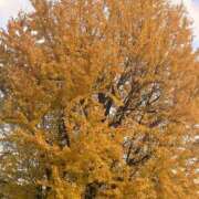 ヒメ日記 2026/01/08 09:19 投稿 さわ 熟女家 十三店