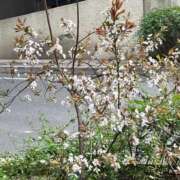 ヒメ日記 2026/03/18 16:03 投稿 さわ 熟女家 十三店