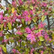 ヒメ日記 2026/03/29 09:33 投稿 さわ 熟女家 十三店