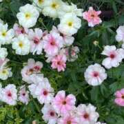 ヒメ日記 2026/04/16 18:59 投稿 さわ 熟女家 十三店