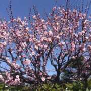 ヒメ日記 2025/03/18 17:56 投稿 大綱 熟女の風俗最終章 新横浜店