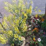 ヒメ日記 2025/04/17 22:21 投稿 大綱 熟女の風俗最終章 新横浜店