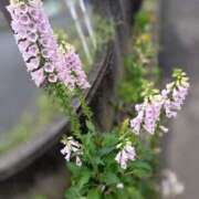 ヒメ日記 2025/05/12 20:26 投稿 大綱 熟女の風俗最終章 新横浜店