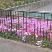 ヒメ日記 2025/05/15 12:06 投稿 大綱 熟女の風俗最終章 新横浜店