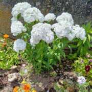 ヒメ日記 2025/05/15 15:16 投稿 大綱 熟女の風俗最終章 新横浜店