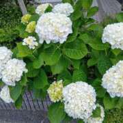 ヒメ日記 2025/06/02 20:56 投稿 大綱 熟女の風俗最終章 新横浜店