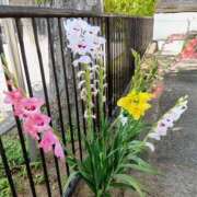 ヒメ日記 2025/06/21 14:16 投稿 大綱 熟女の風俗最終章 新横浜店