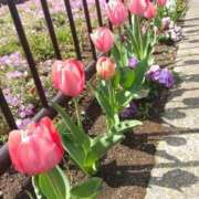 ヒメ日記 2025/07/02 07:06 投稿 大綱 熟女の風俗最終章 新横浜店