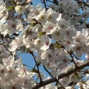 ヒメ日記 2025/03/30 21:00 投稿 まりあ 奥鉄オクテツ東京店（デリヘル市場）