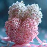 ヒメ日記 2025/04/15 17:51 投稿 円城　あおは エテルナ京都