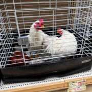 ヒメ日記 2026/01/22 18:34 投稿 ひめの/Himeno VERY（ヴェリィ)