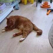 ヒメ日記 2025/03/31 08:36 投稿 折原　のぞみ しこたま奥様 札幌店