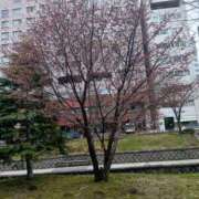 ヒメ日記 2025/04/23 11:05 投稿 折原　のぞみ しこたま奥様 札幌店