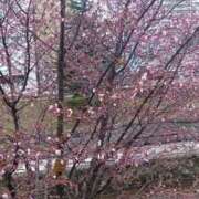 ヒメ日記 2025/04/23 16:45 投稿 折原　のぞみ しこたま奥様 札幌店