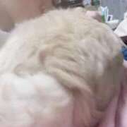 ヒメ日記 2025/12/01 08:35 投稿 折原　のぞみ しこたま奥様 札幌店