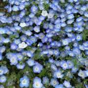 ヒメ日記 2025/04/20 06:24 投稿 みな チューリップ土浦店