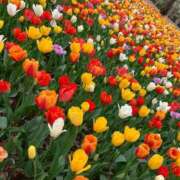 ヒメ日記 2025/05/11 06:28 投稿 みな チューリップ土浦店