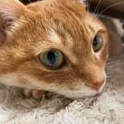 ヒメ日記 2025/01/04 05:18 投稿 【とうか】潮吹きパイパン娘♪ バブルリングプラス