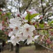 ヒメ日記 2026/04/11 11:35 投稿 みる PINK PLANET