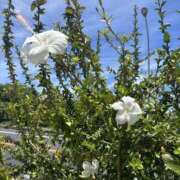 ヒメ日記 2026/04/21 07:25 投稿 みる PINK PLANET