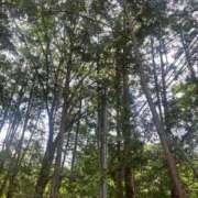 ヒメ日記 2025/06/25 09:21 投稿 みるく The White