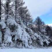 ヒメ日記 2026/01/04 15:59 投稿 みるく The White