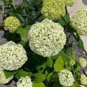 ヒメ日記 2025/06/08 10:17 投稿 真宮(まみや) 人妻城 横浜本店