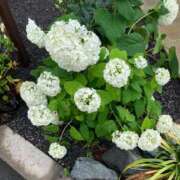 ヒメ日記 2025/06/15 09:03 投稿 真宮(まみや) 人妻城 横浜本店