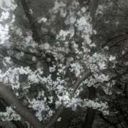 ヒメ日記 2025/04/08 16:16 投稿 さくら One More 奥様　西船橋店