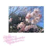 ヒメ日記 2025/04/15 08:46 投稿 まき マリン千姫