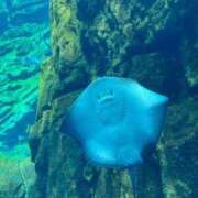 ヒメ日記 2025/06/14 12:17 投稿 まき マリン千姫