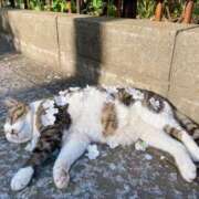 ヒメ日記 2025/12/08 08:05 投稿 あいら 全裸SUPERプレミアム