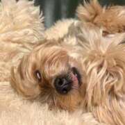 ヒメ日記 2025/12/29 08:00 投稿 あいら 全裸SUPERプレミアム