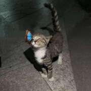 ヒメ日記 2025/08/14 09:30 投稿 あいら コスプレ痴漢電車