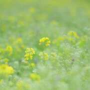 ヒメ日記 2026/05/10 12:08 投稿 なお 札幌回春性感マッサージ倶楽部