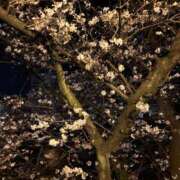 ヒメ日記 2025/03/26 10:01 投稿 霧島なるみ 華女 第二章