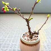 ヒメ日記 2025/03/25 12:08 投稿 雨宮凪沙 皇帝別館（こうていべっかん）