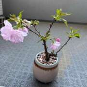 ヒメ日記 2025/04/01 10:46 投稿 雨宮凪沙 皇帝別館（こうていべっかん）