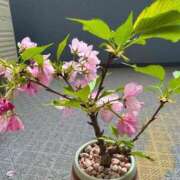 ヒメ日記 2025/04/12 10:46 投稿 雨宮凪沙 皇帝別館（こうていべっかん）