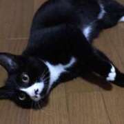 ゆいな 昨日もありがとう🌟 Versailles