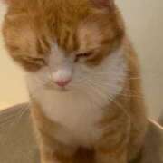 ヒメ日記 2025/08/01 21:57 投稿 しおり 可愛いは正義なり! ウエスト・コム