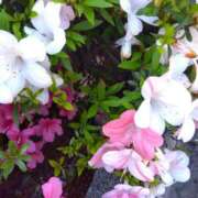 ヒメ日記 2026/05/20 11:21 投稿 まき ミラー