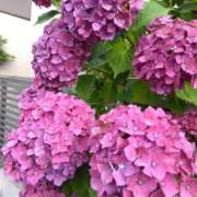 ヒメ日記 2026/06/15 22:05 投稿 まき ミラー
