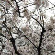 ヒメ日記 2026/03/26 06:43 投稿 あや 五反田・品川おかあさん