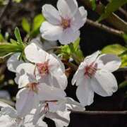 ヒメ日記 2025/04/04 15:03 投稿 ちづる ギン妻パラダイス 十三店