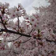 ヒメ日記 2025/04/11 16:02 投稿 ちづる ギン妻パラダイス 十三店