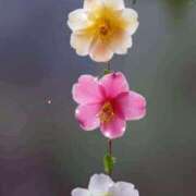 ヒメ日記 2025/01/13 15:51 投稿 まどか 完熟ばなな 上野店